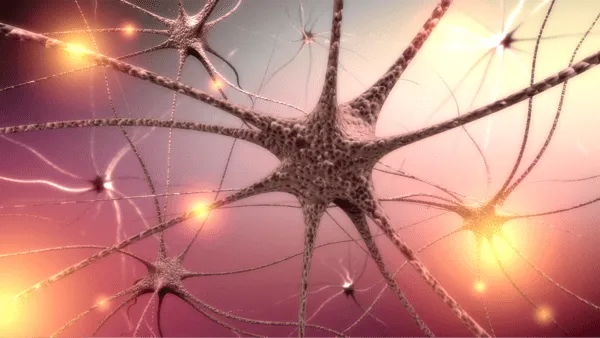 Exciting Research - Regeneration of Nerve Fibers in the Brain