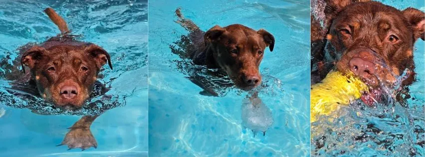 Dog Swimming Area