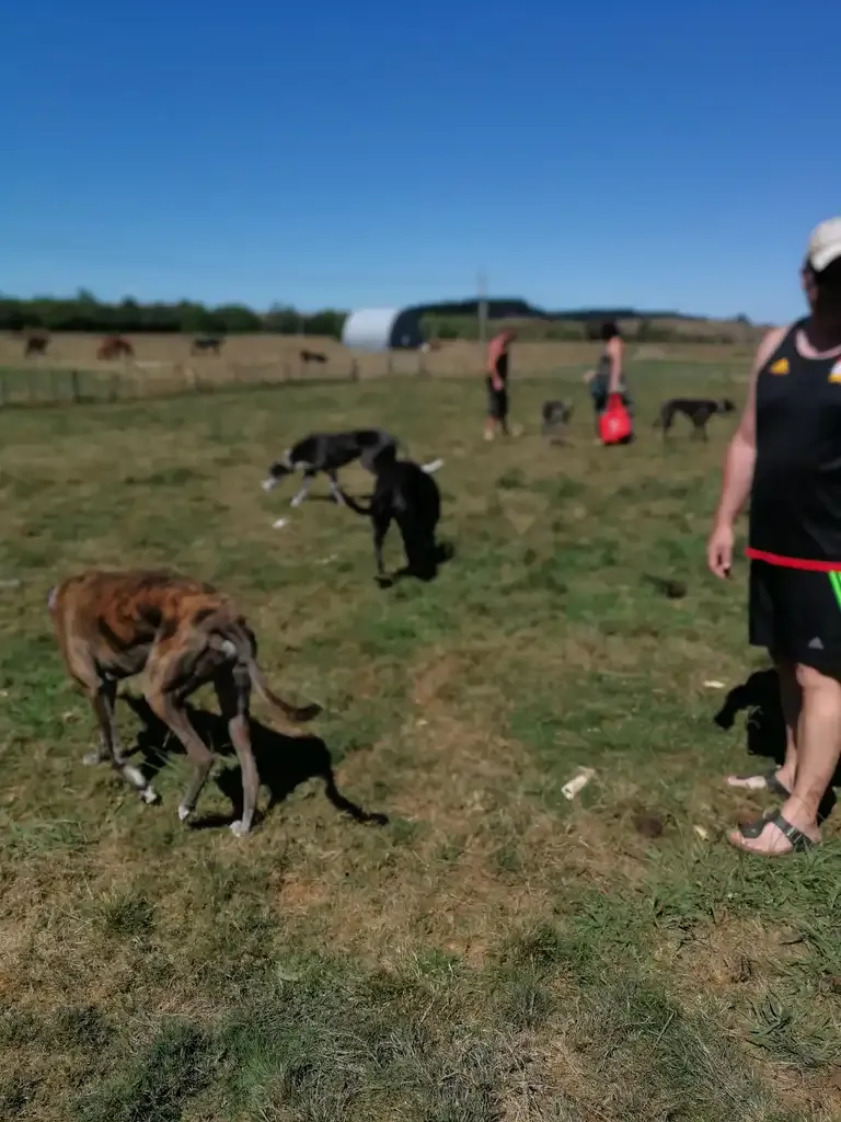 Events & Dog Parties