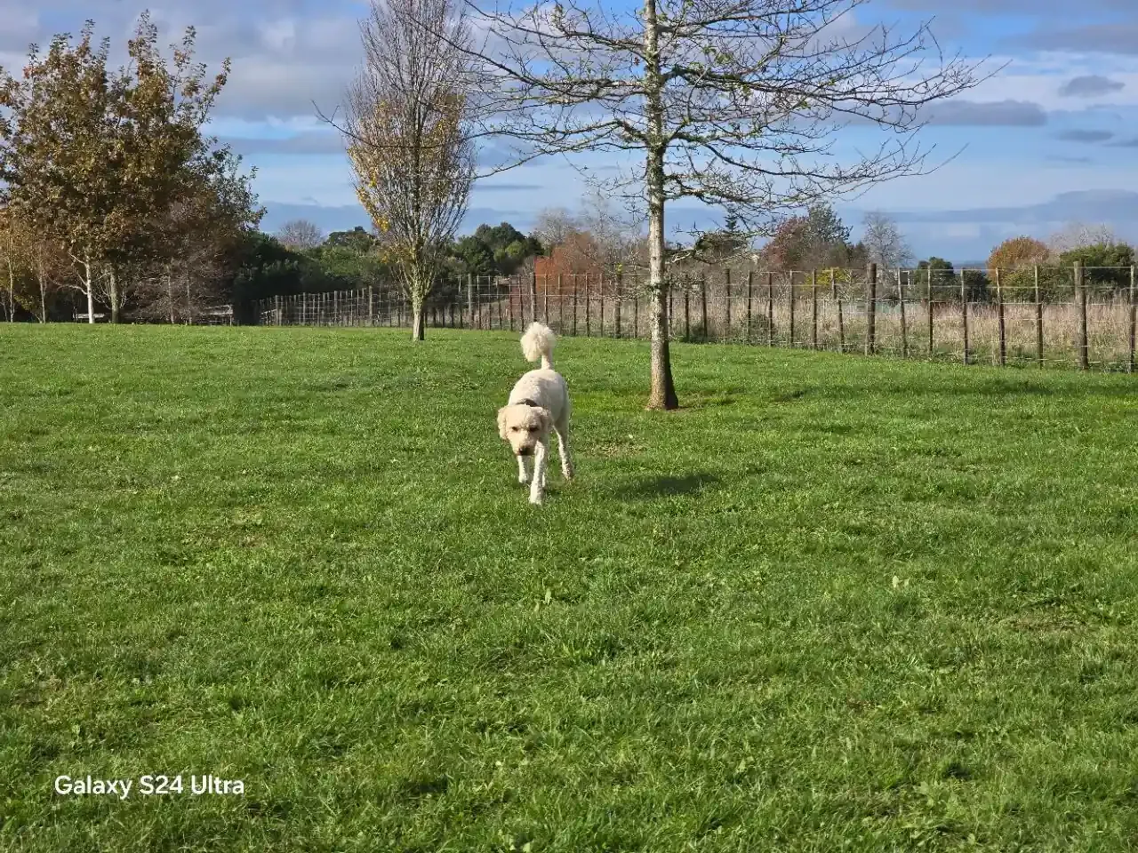Reactive Dog-Friendly Zone