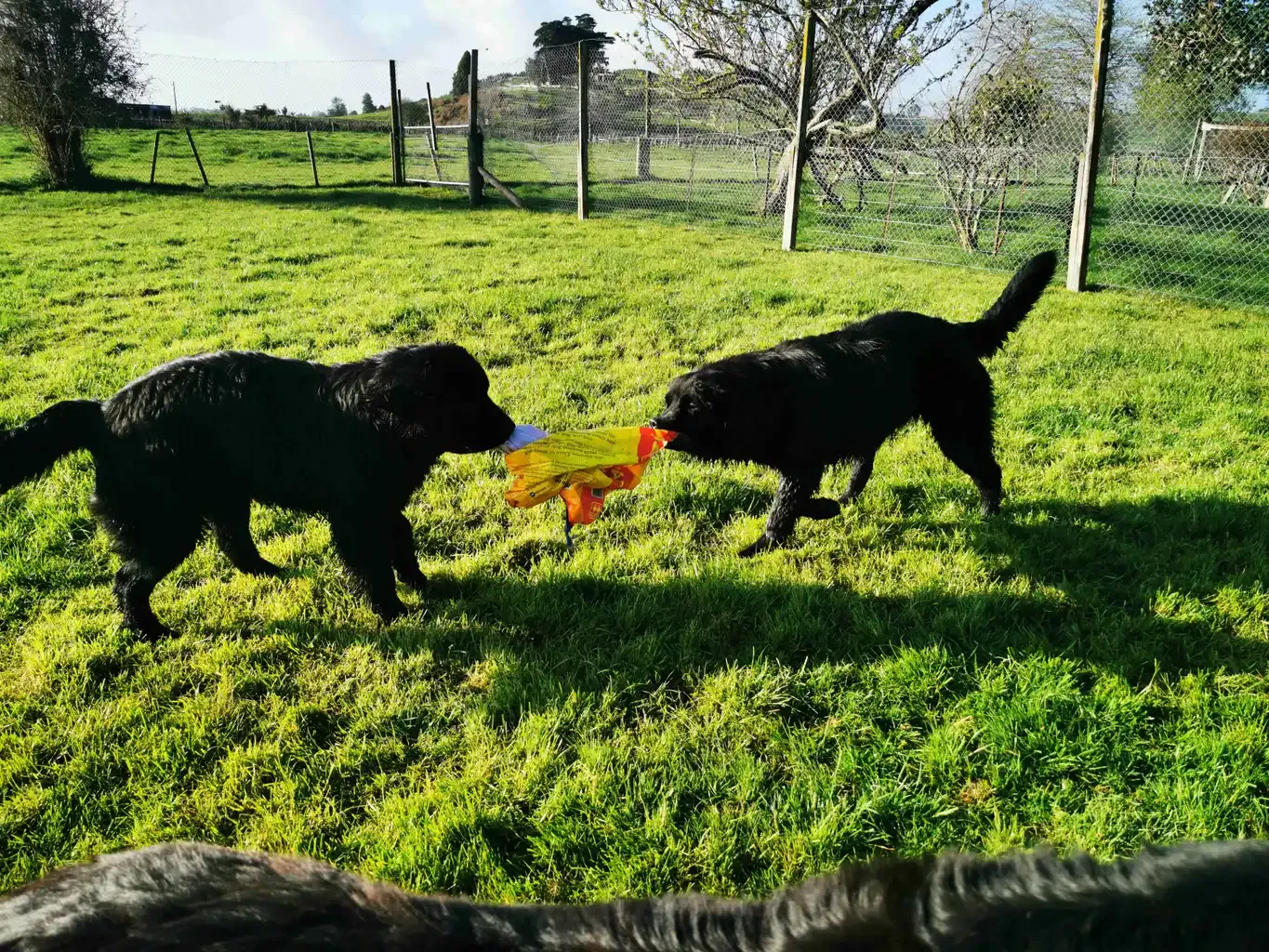 Private Off-Leash Dog Park