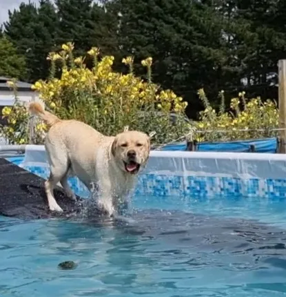 Happy dog and owner enjoying a swimming session together