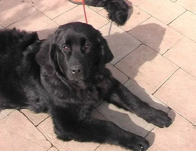 Rosie from Newflands